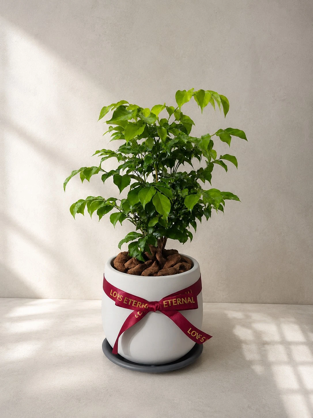 綠植盆栽