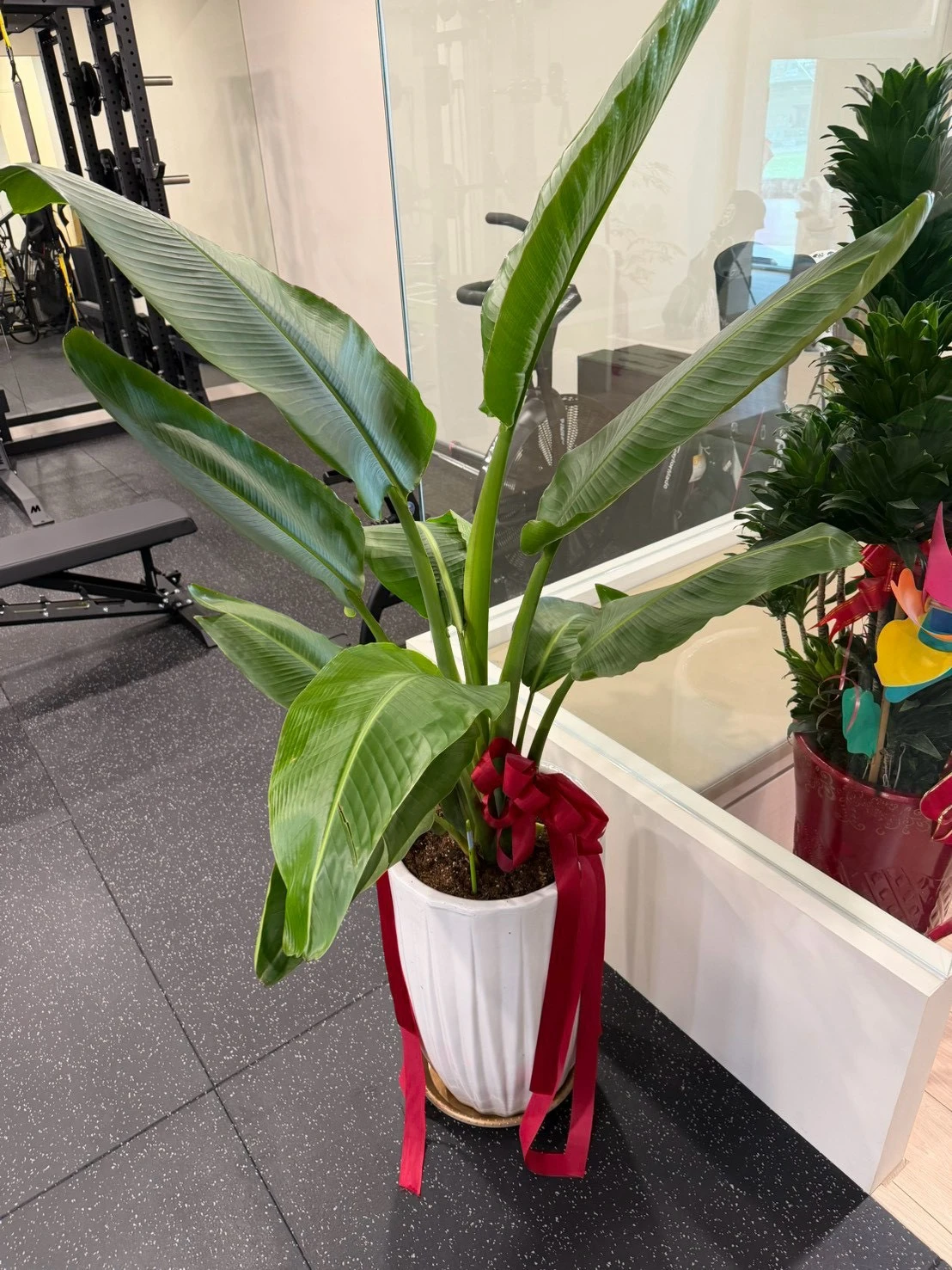 綠植盆栽