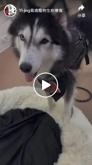 辛苦狗了⋯ 原本應該從從容容 游刃有餘⋯