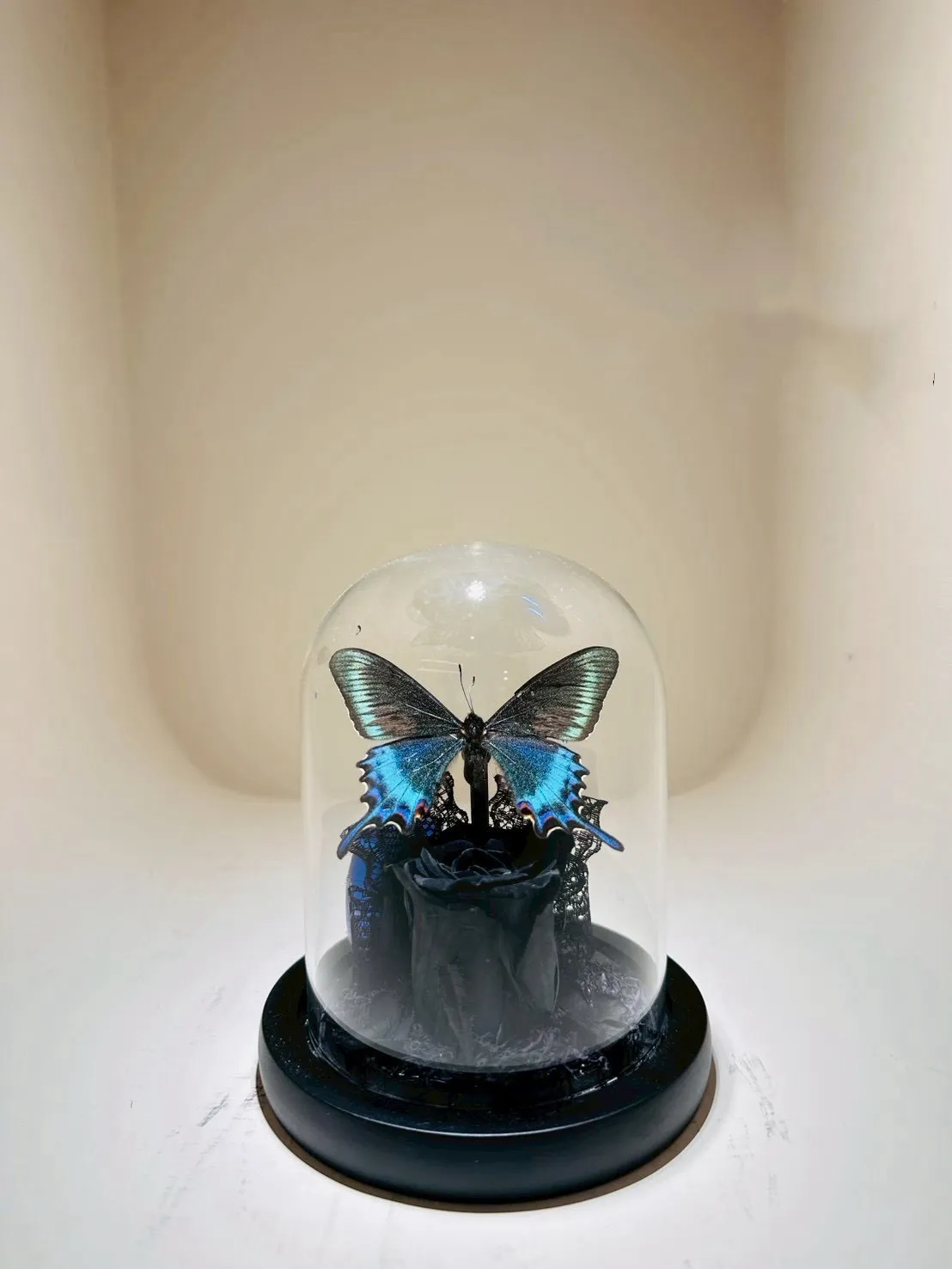 蝴蝶夜燈(含小骨罐)