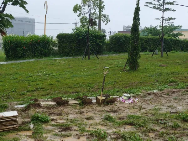 樹葬