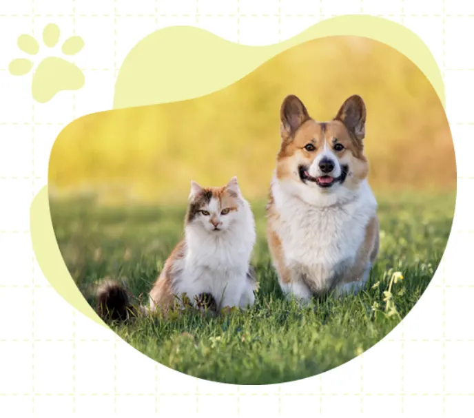 寵物骨灰處理與紀念品｜嘉義寵物禮儀/嘉義寵物禮儀推薦/嘉義寵物禮儀師/嘉義寵物告別式/嘉義寵物臨終服務/嘉義寵物骨灰罐/嘉義寵物紀念品/嘉義寵物紀念吊飾