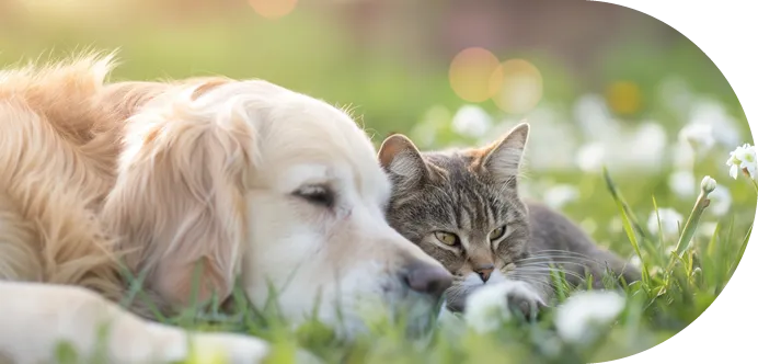 寵物告別式需要準備什麼？嘉義寵物禮儀/嘉義寵物禮儀推薦/嘉義寵物禮儀師/嘉義寵物告別式/嘉義寵物臨終服務/嘉義寵物火化/嘉義寵物火化推薦/嘉義寵物接體/嘉義寵物冰存/嘉義寵物樹葬/嘉義寵物植葬