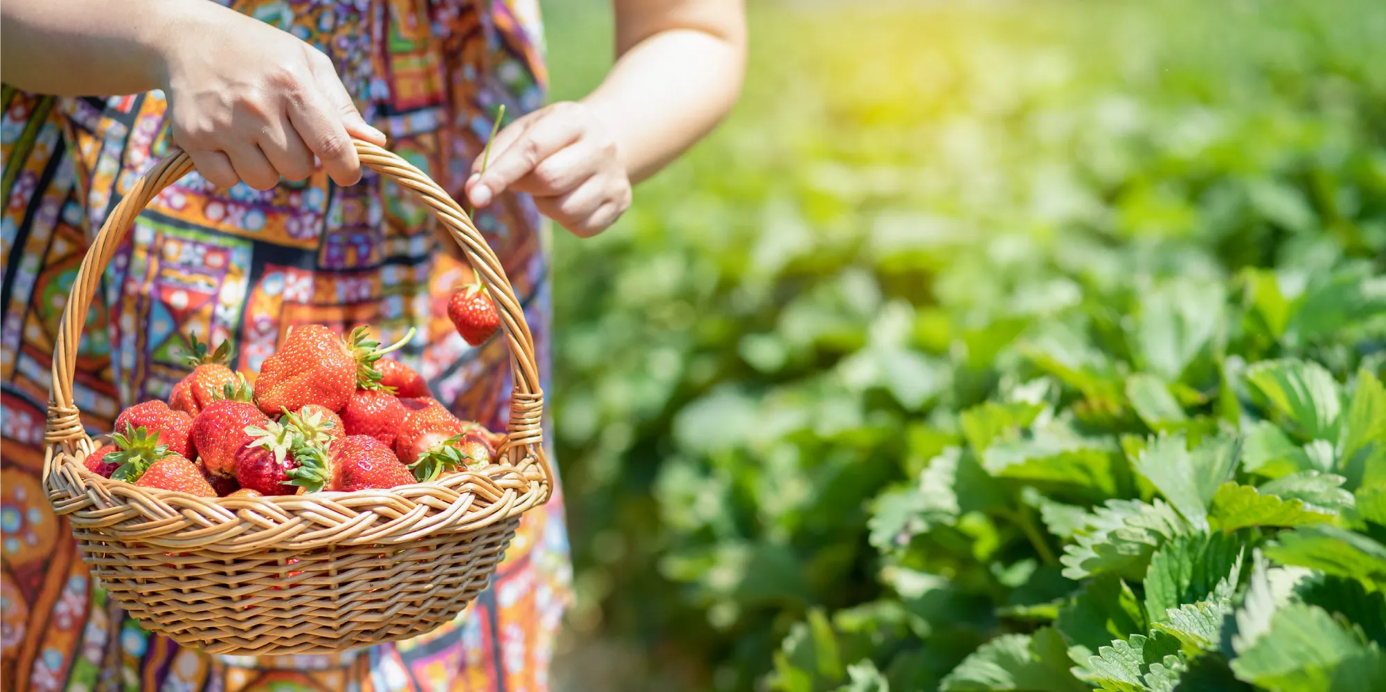  遊莓優草莓園-採草莓,草莓園,南投採草莓,南投採草莓推薦,竹山鎮採草莓