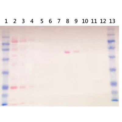 10X Concentrate Ponceau S Protein Staining Solution SIZE: 500 ml