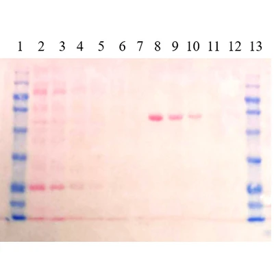 Ponceau S Protein Staining Solution SIZE: 500 ml