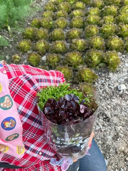 一束花代表浪漫