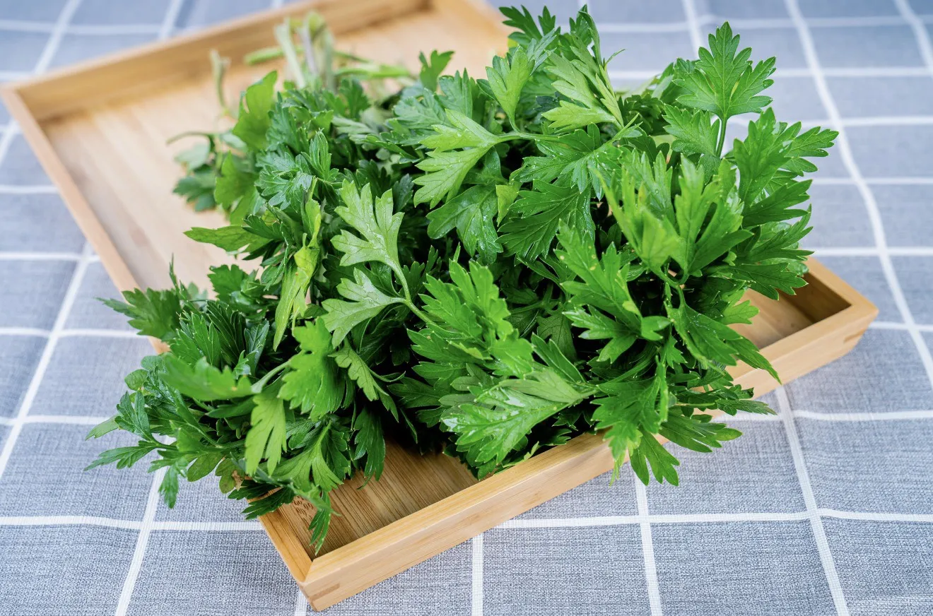 歐芹（平葉巴西里）