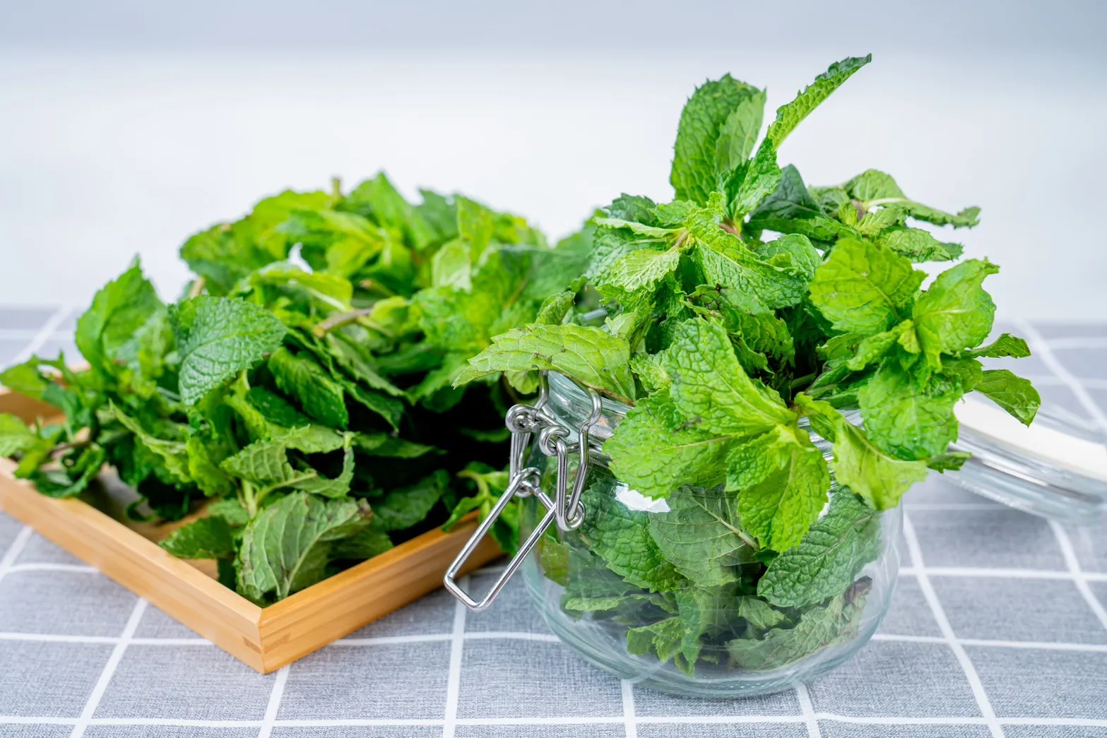 薄荷葉