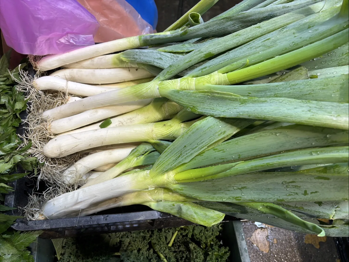 仁愛鄉種植日本大蔥600g-700g