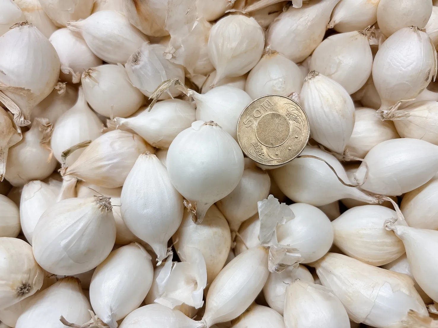 日本進口珍珠小洋蔥300g