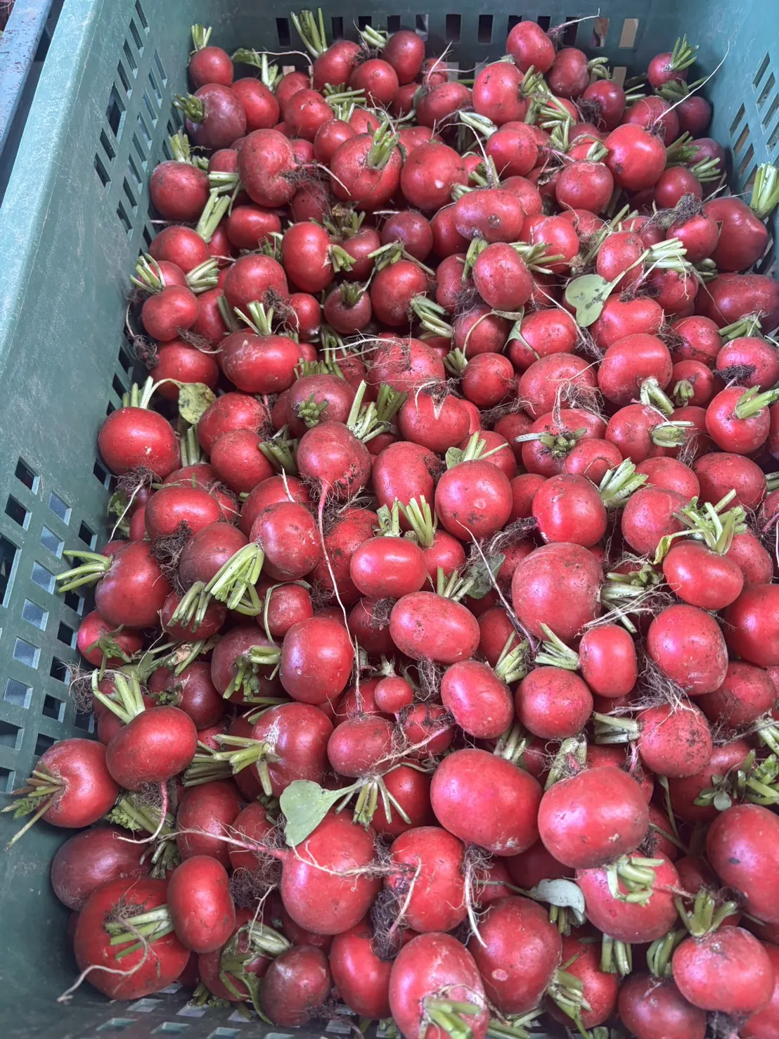 櫻桃蘿蔔300-310g