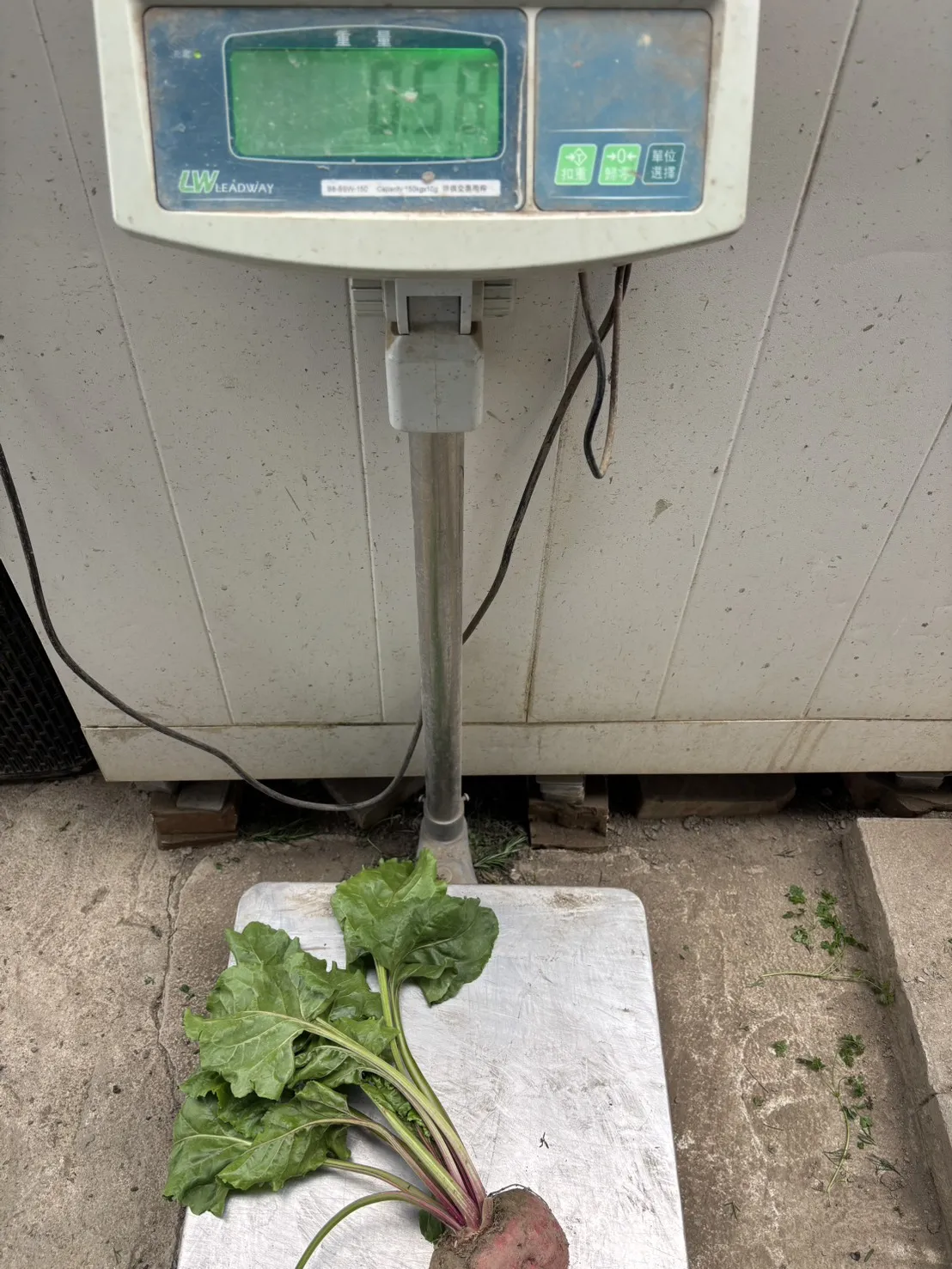 糖果甜菜根大顆(500-600g)