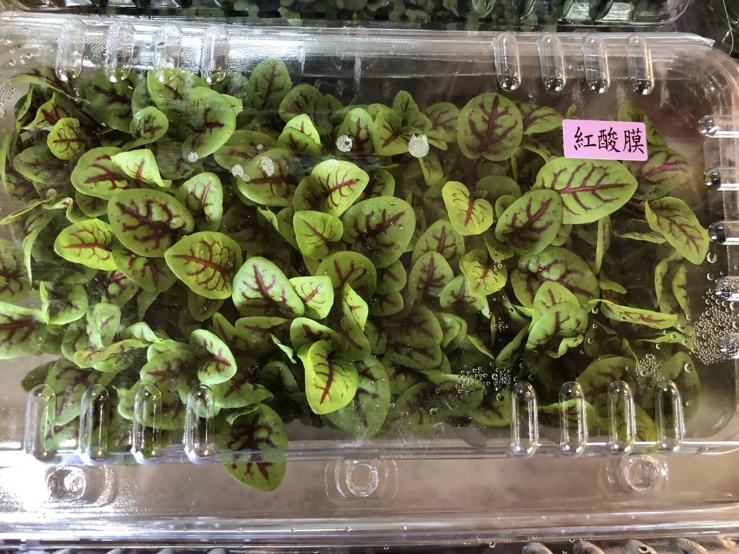 紅酸模（水耕）