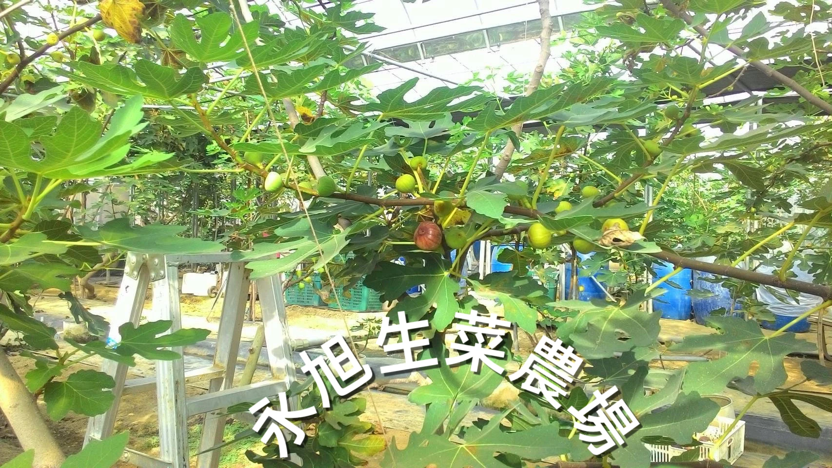 無花果600克±10%
