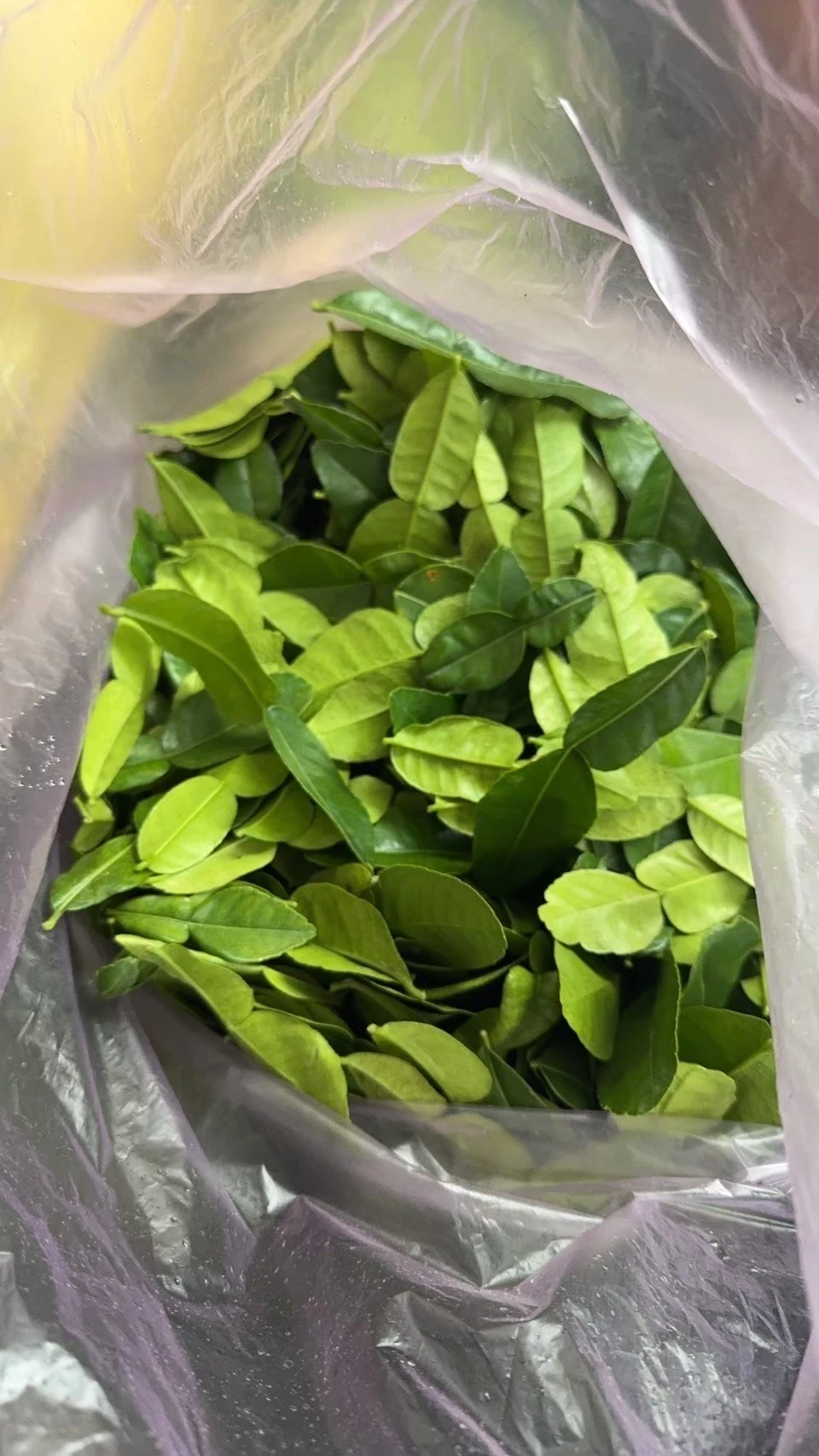 檸檬葉100克