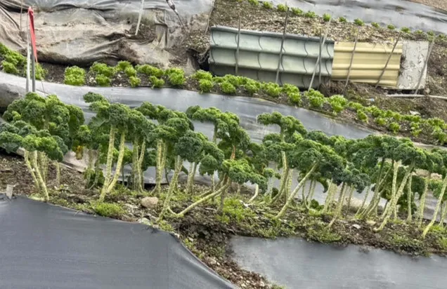 高山清境羽衣甘藍600g