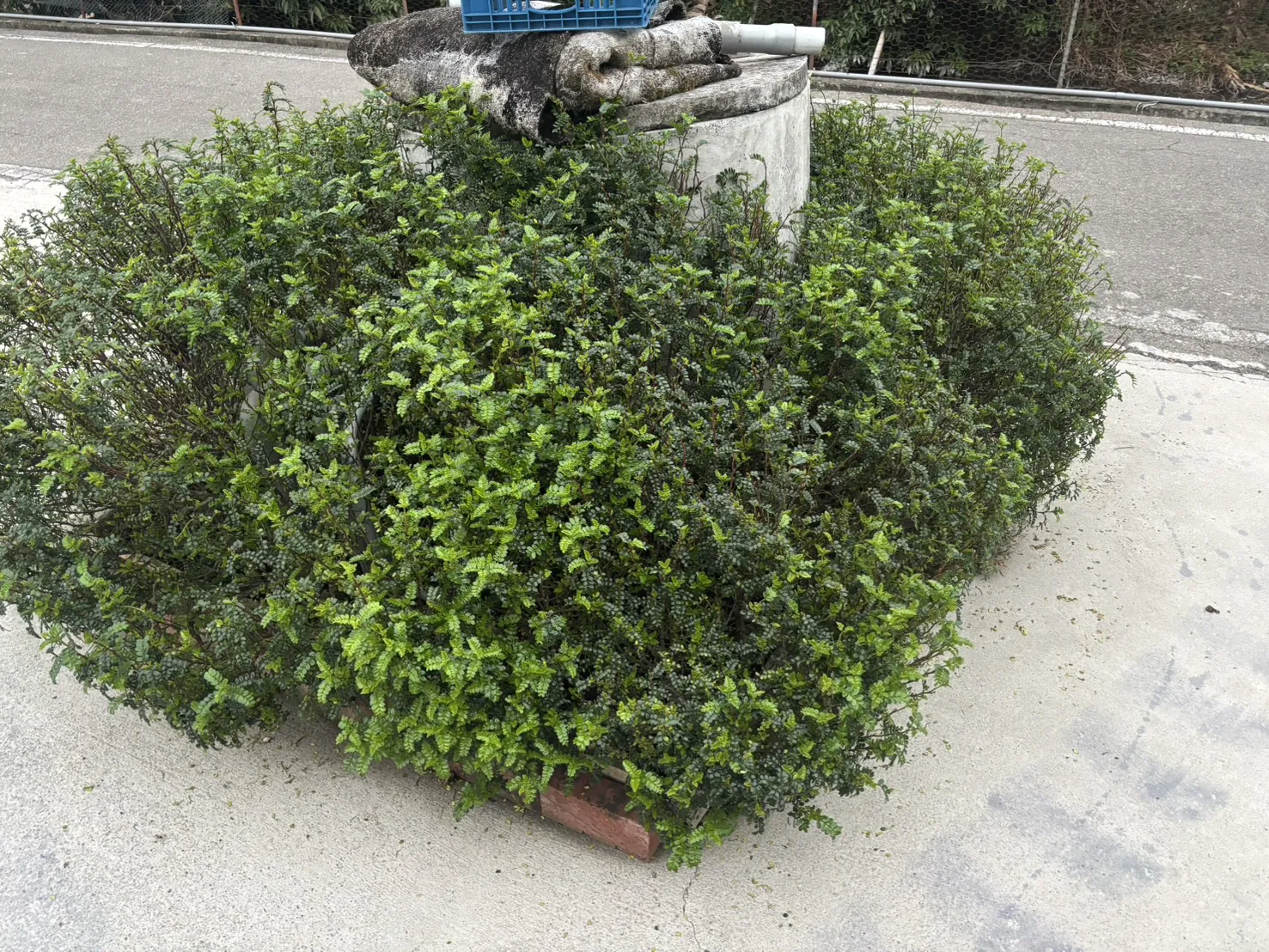 胡椒葉含盒子15g