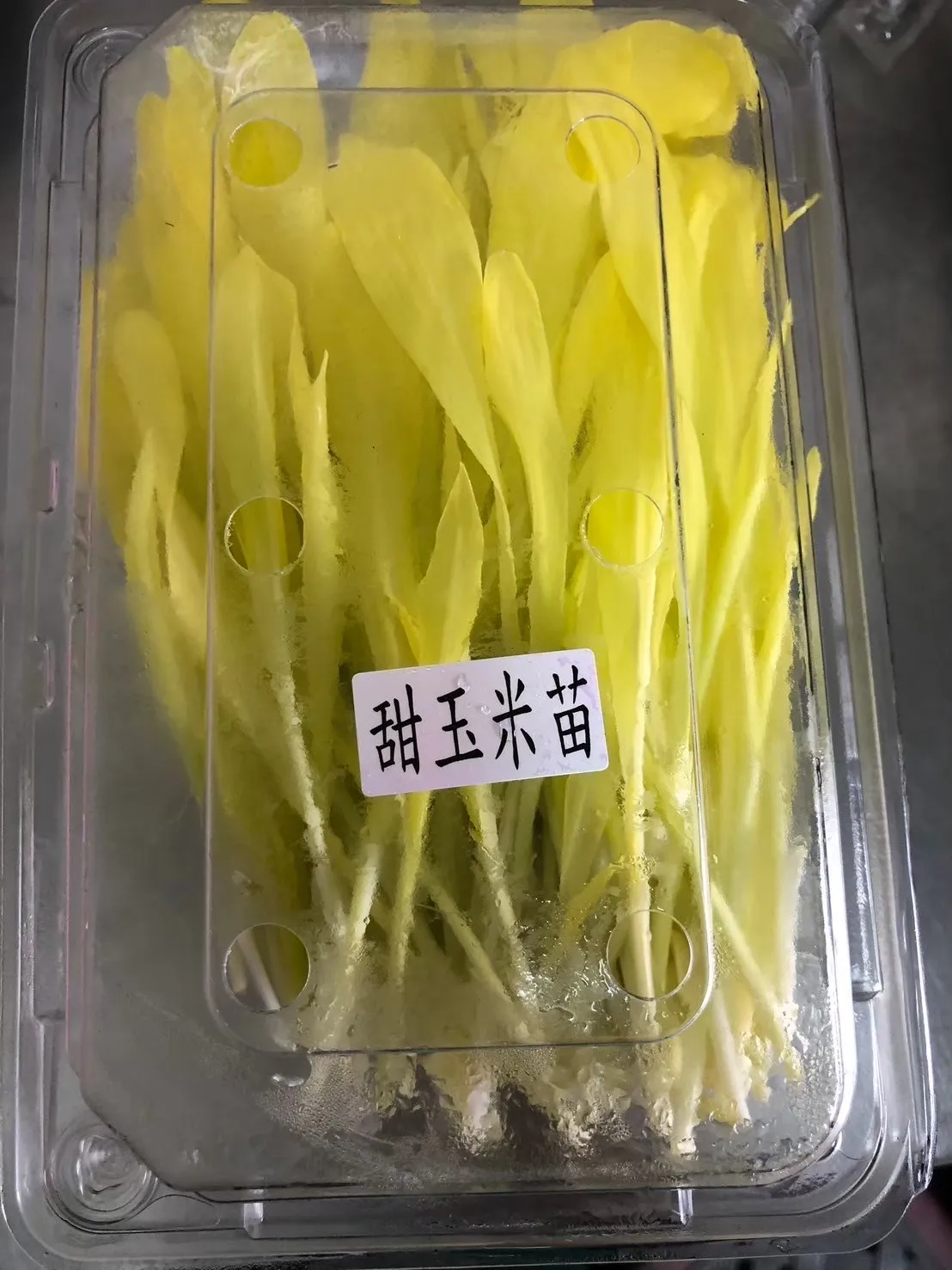 玉米苗100g