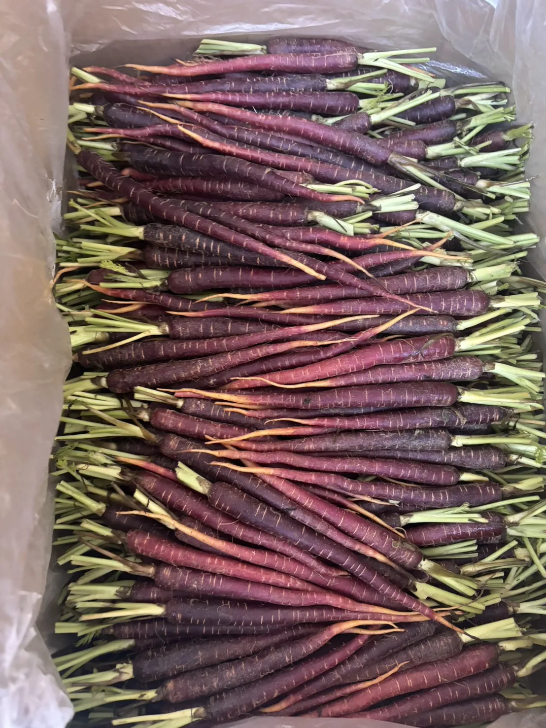 正澳洲三色迷你蘿蔔 橘黃紫 600g