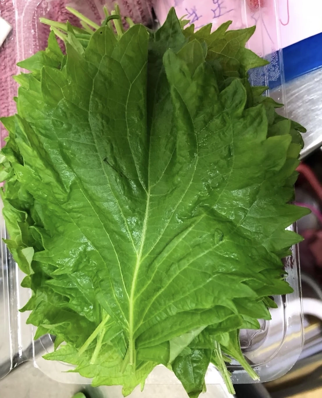 青紫蘇葉