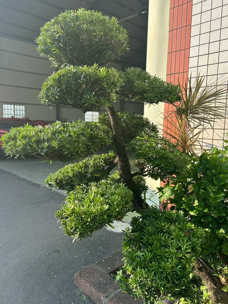 園藝風化造型修剪