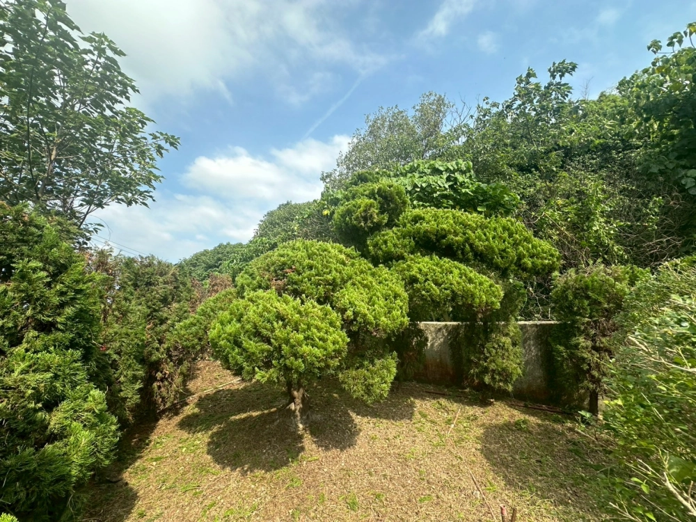 樹木修剪｜除雜草
