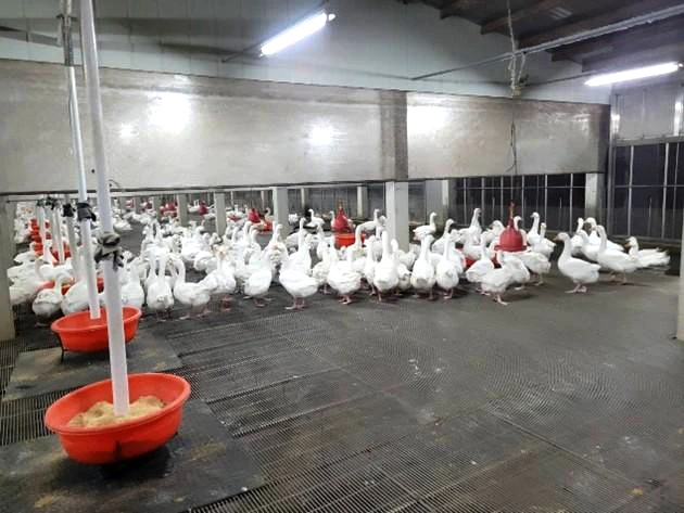 肉雞/蛋雞解決方案