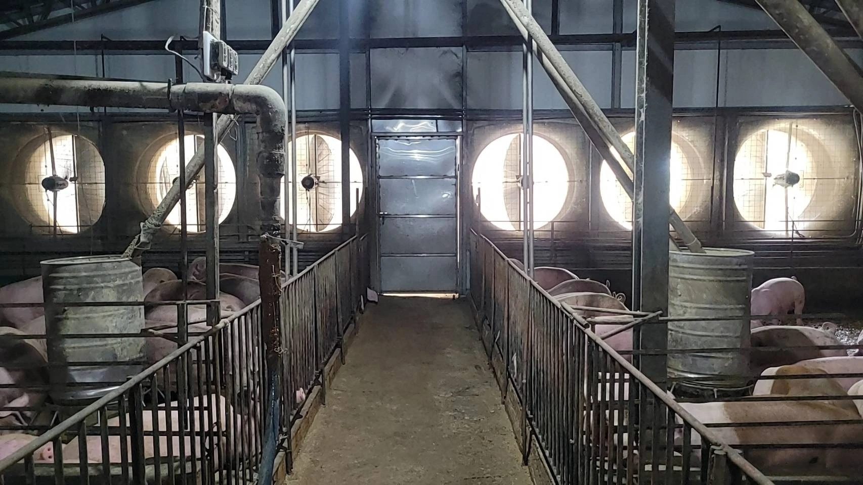 養豬場