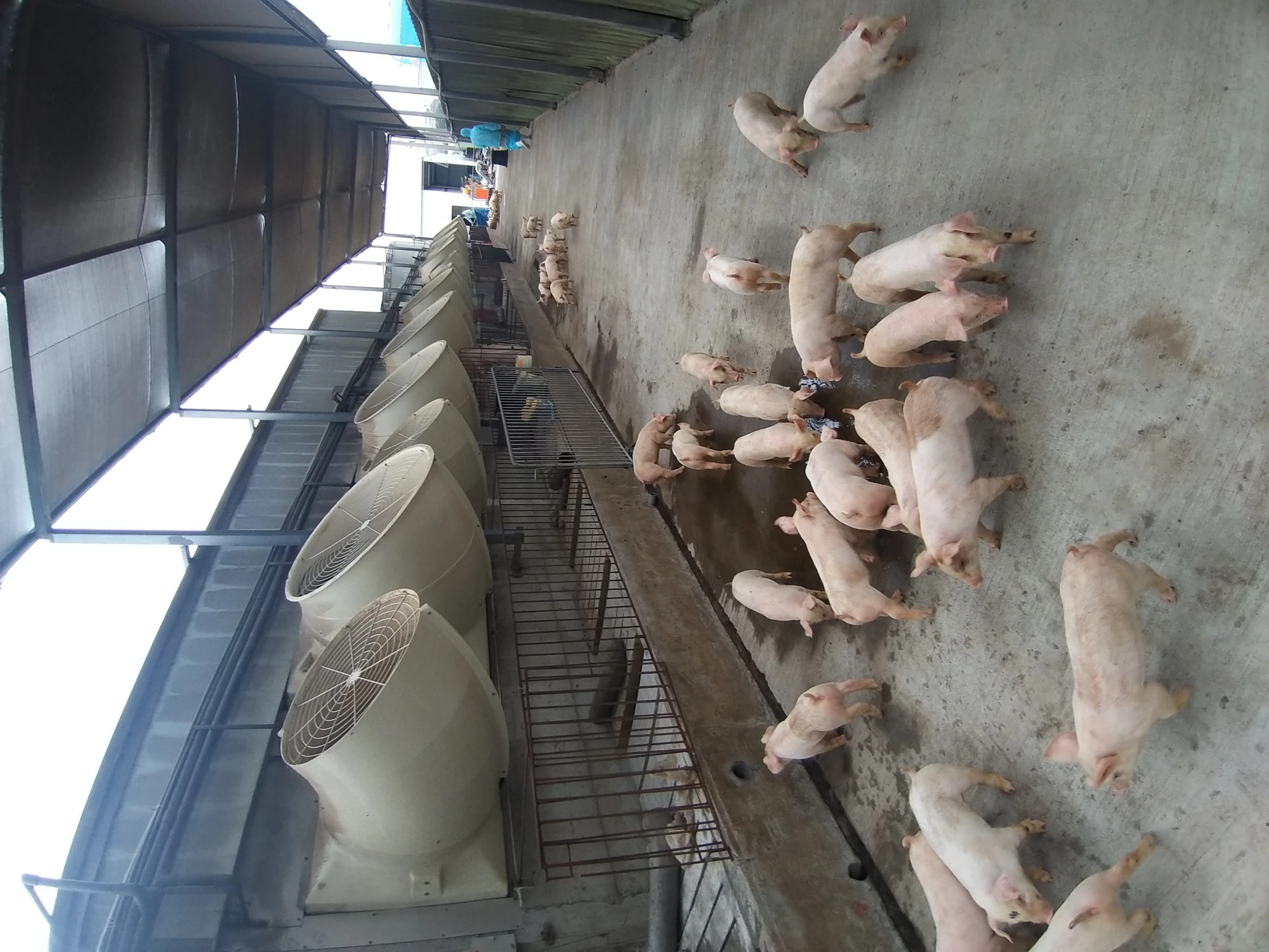 養豬場