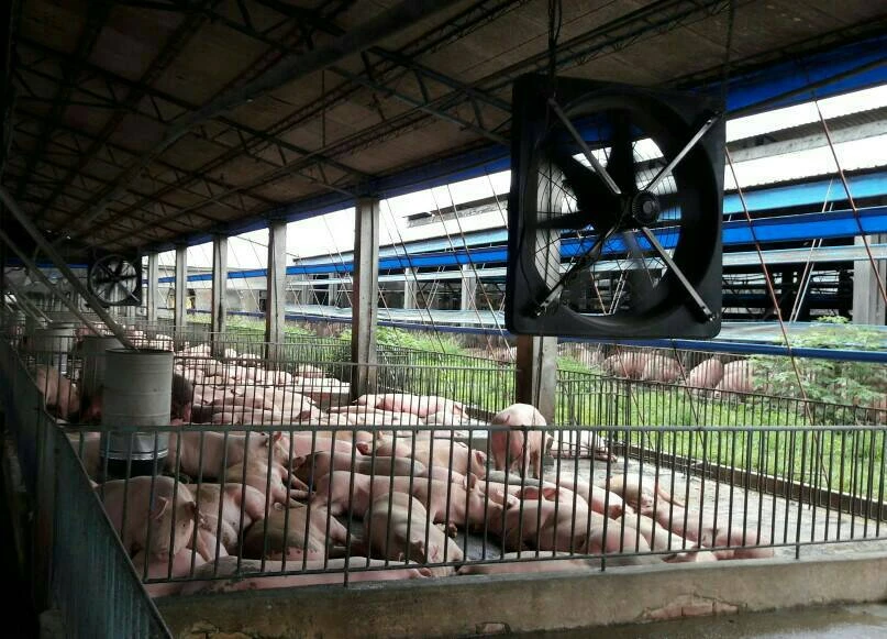 養豬場