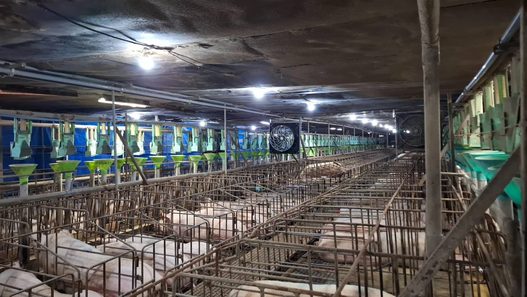 養豬場