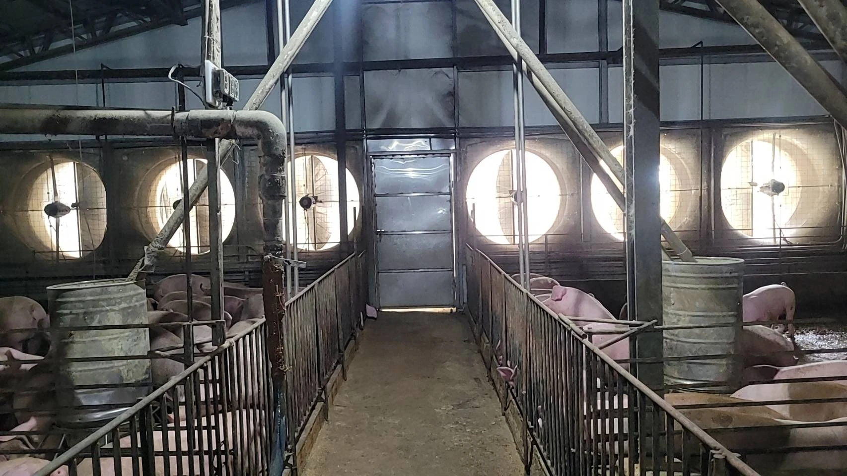 養豬場