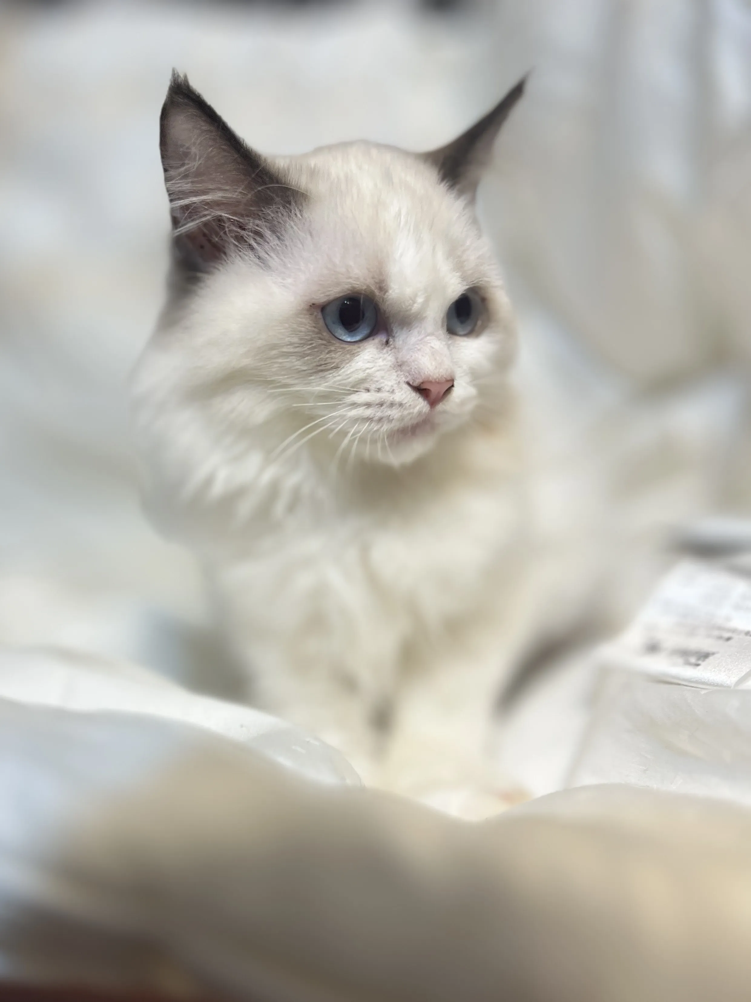 布偶貓 妹妹