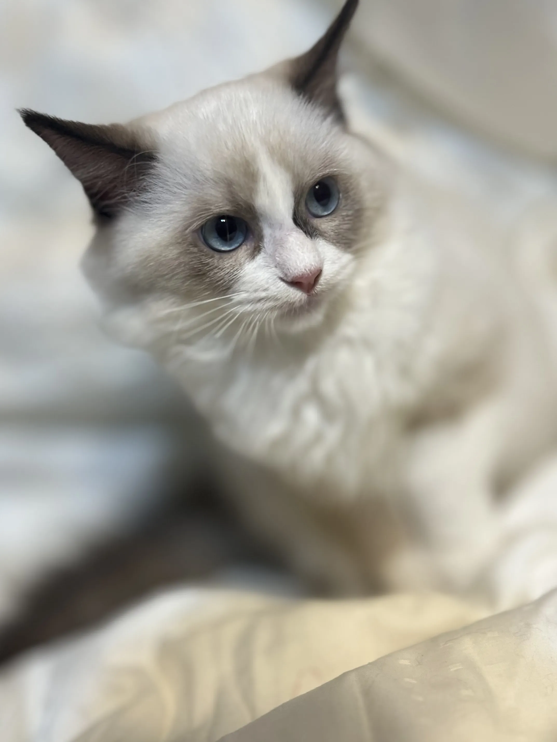 布偶貓 妹妹