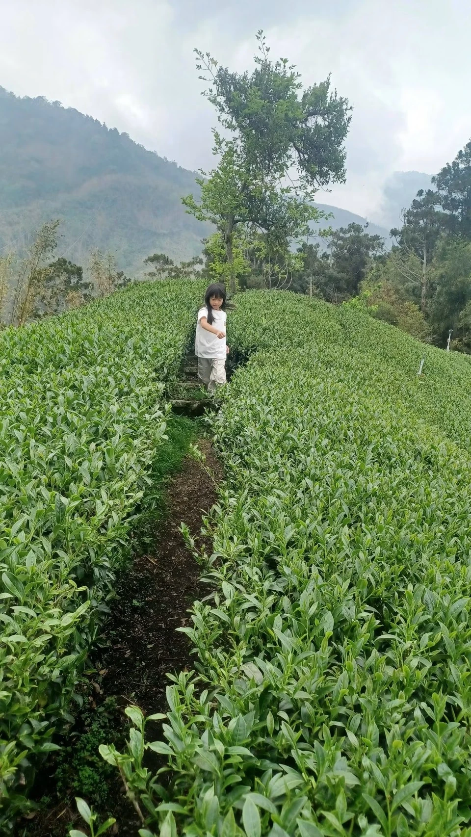 茶區採筍