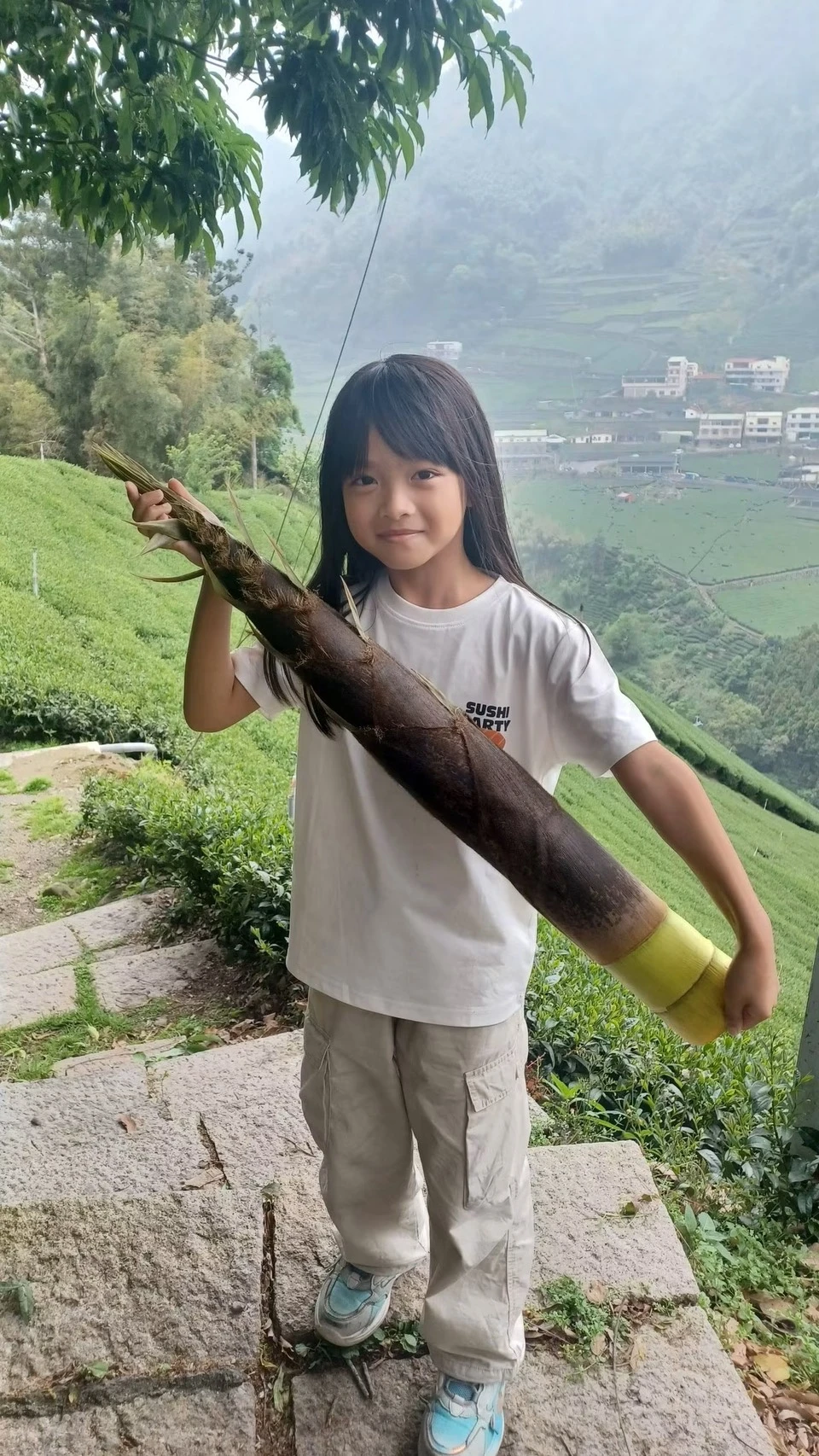 茶區採筍
