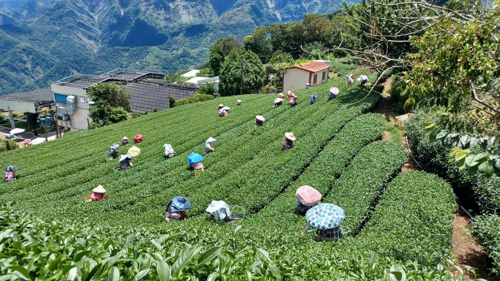 品茶日常