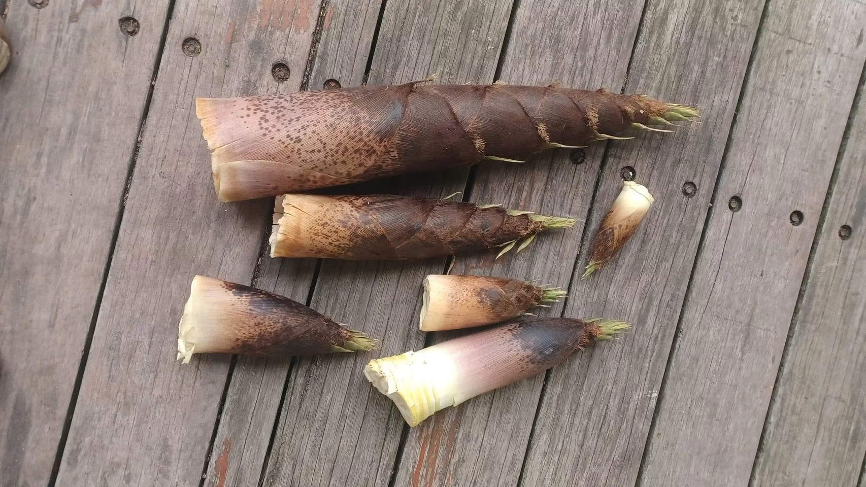 茶區採筍