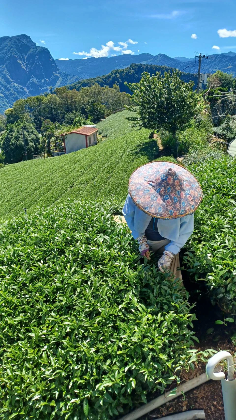 品茶日常