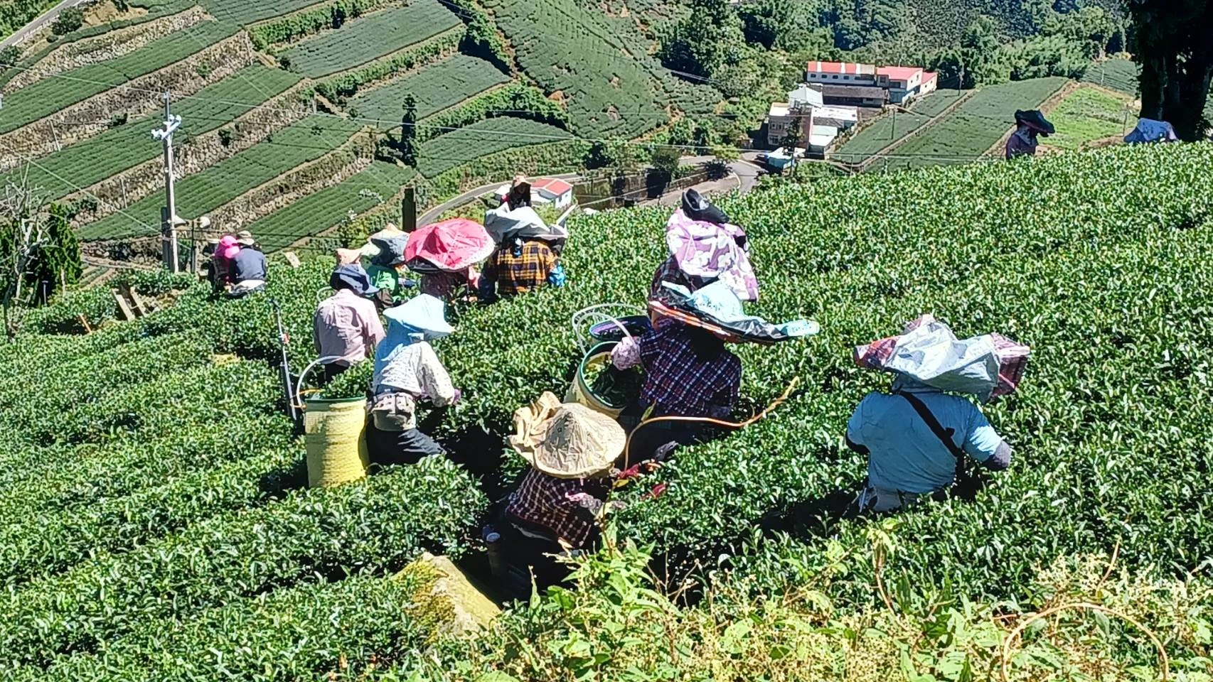 品茶日常