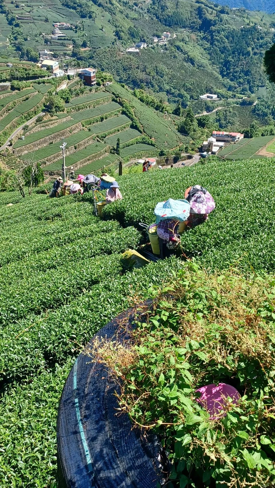 品茶日常