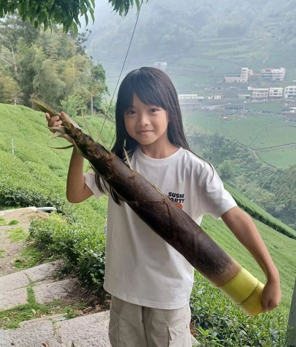 茶區採筍