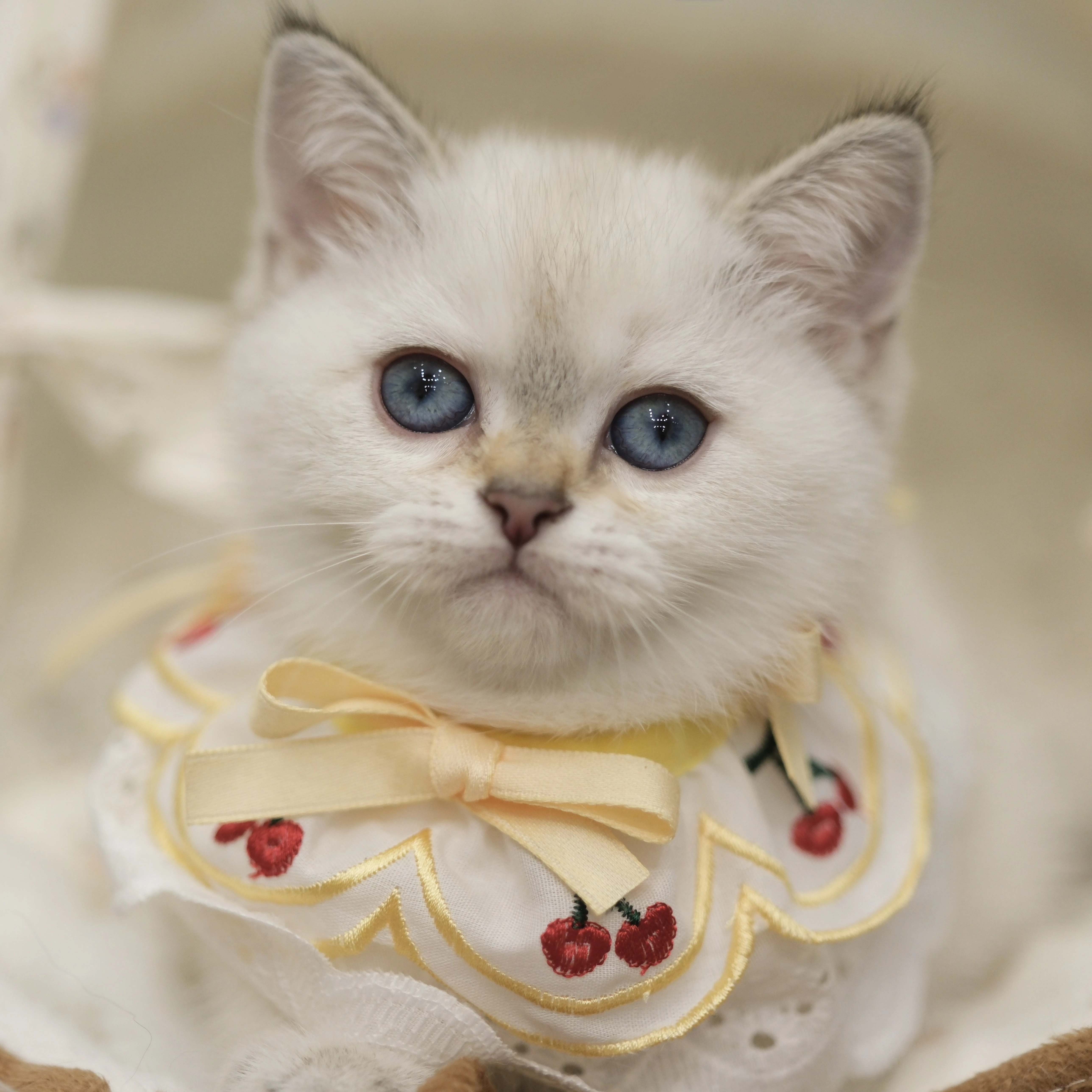 金點英短妹妹