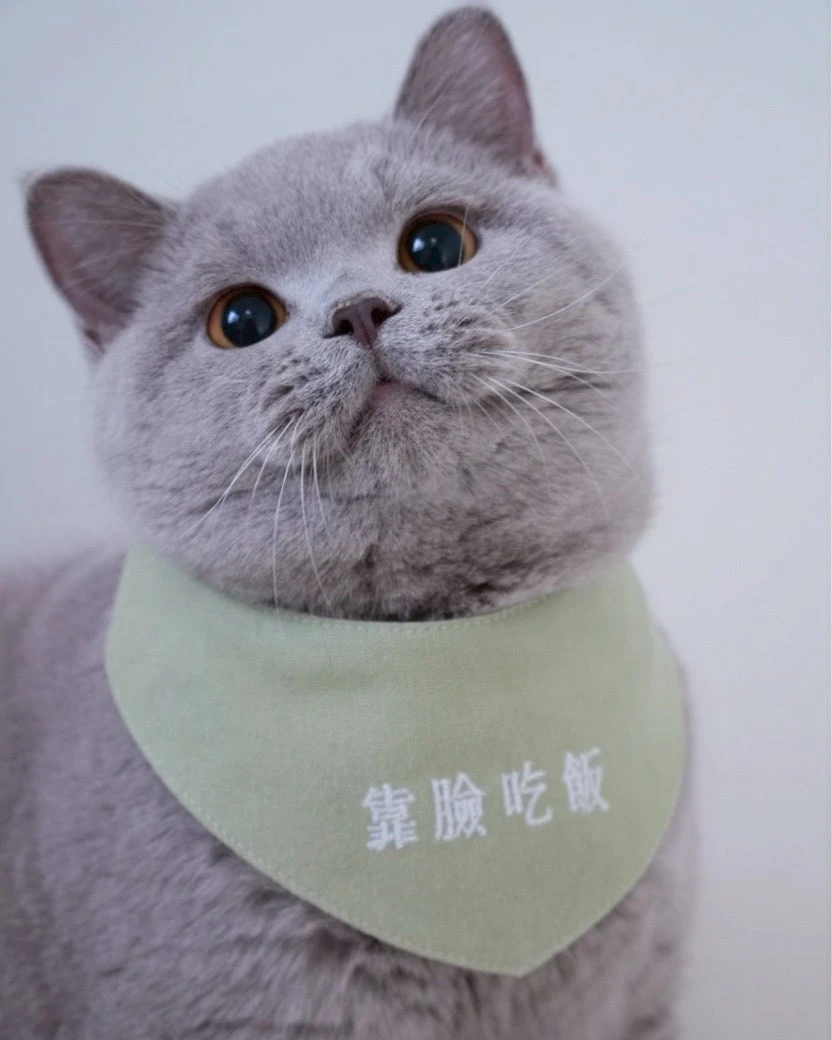 英國短毛貓