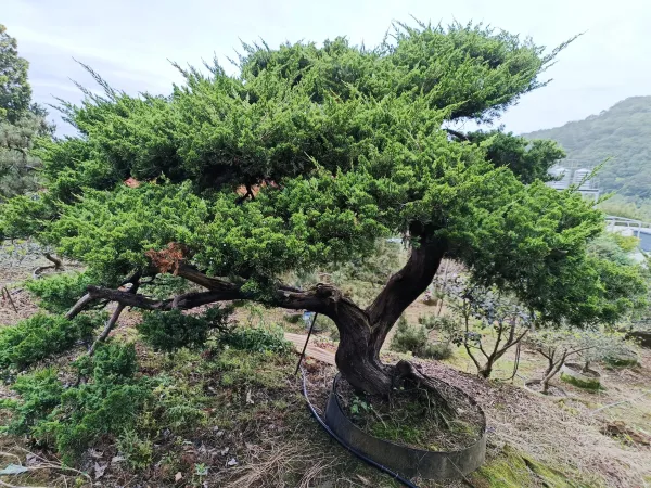 ＃信義區社區庭園修剪