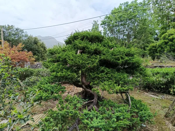 ＃信義區社區庭園修剪