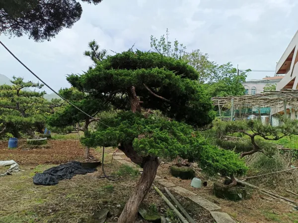 ＃信義區社區庭園修剪