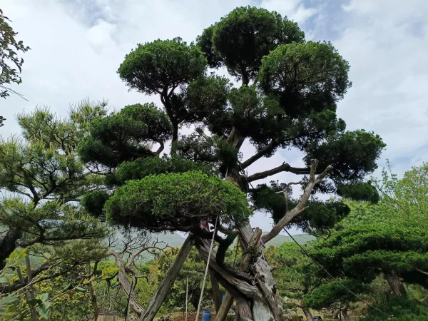 ＃信義區社區庭園修剪