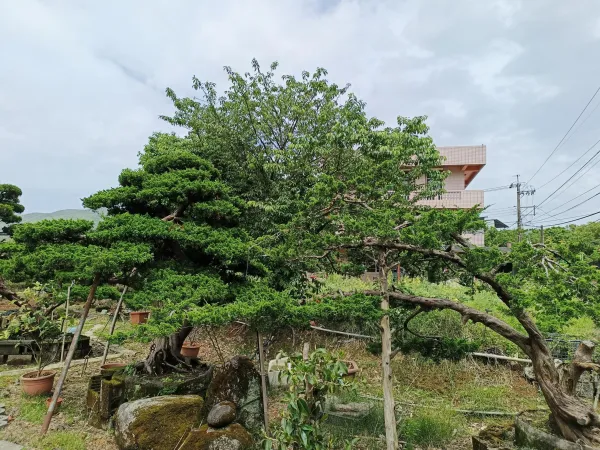 ＃蘆洲區露臺景觀設計